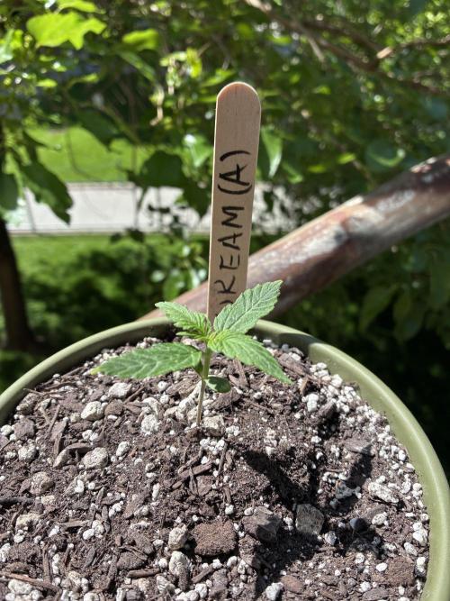 Blue Dream Auto - Holi Moli Seeds. Week 2