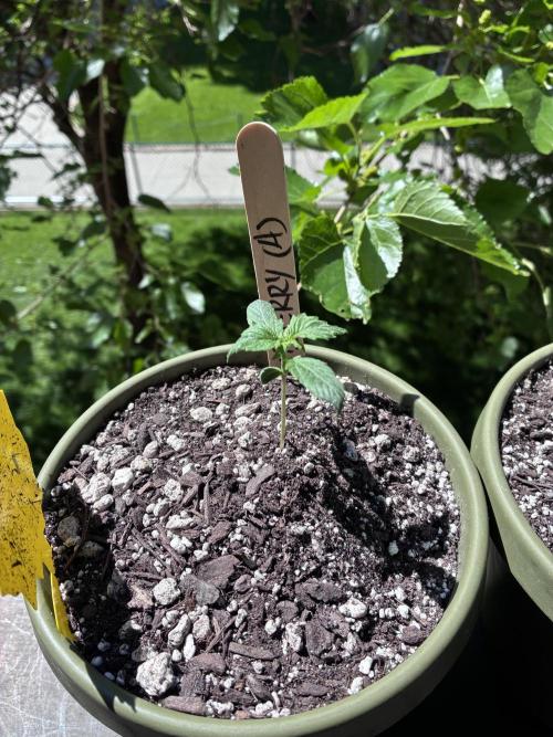 Blueberry Auto - Holi Moli Seeds. Week 2