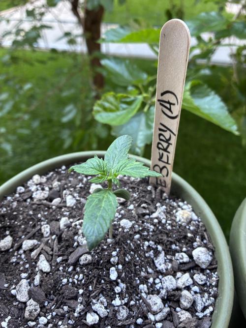Blueberry Auto - Holi Moli Seeds. Week 2