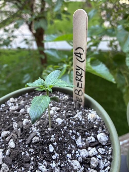 Blueberry Auto - Holi Moli Seeds. Week 2