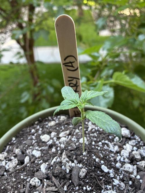 Blueberry Auto - Holi Moli Seeds. Week 2