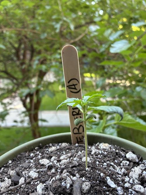 Blueberry Auto - Holi Moli Seeds. Week 2