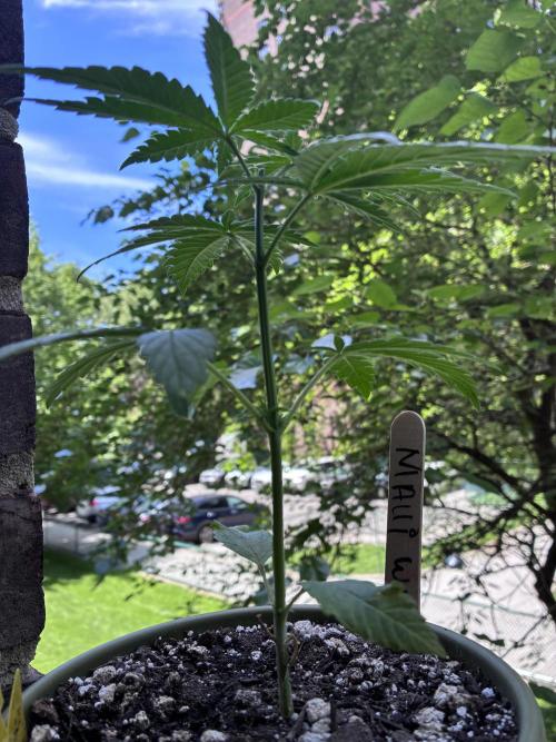 Maui Waui - Holi Moli Seeds. Week 3