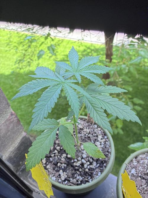 Maui Waui - Holi Moli Seeds. Week 3