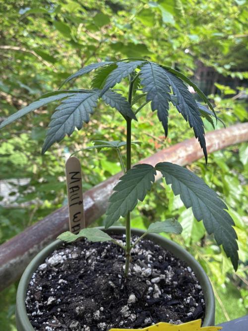 Maui Waui - Holi Moli Seeds. Week 3