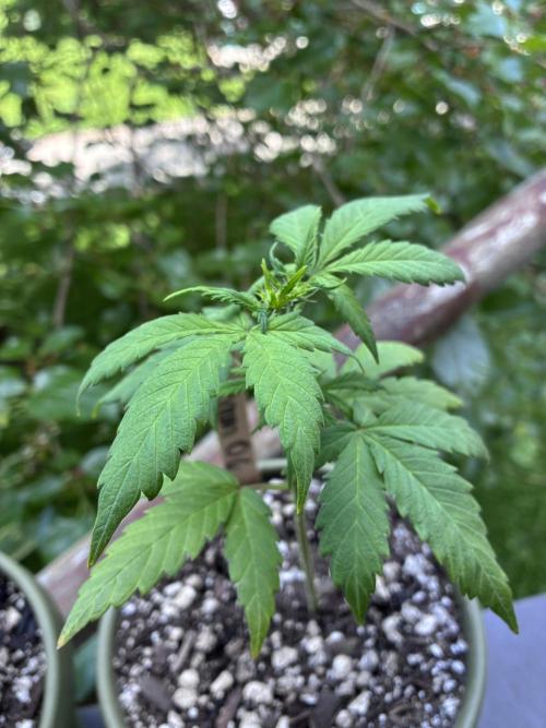 Platinum OG - Holi Moli Seeds. Week 6