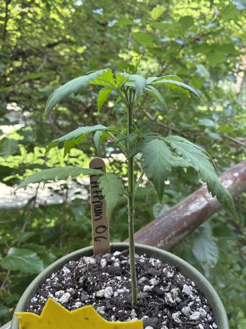 Platinum OG - Holi Moli Seeds. Week 6