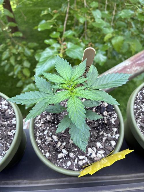 Blueberry Auto - Holi Moli Seeds. Week 3