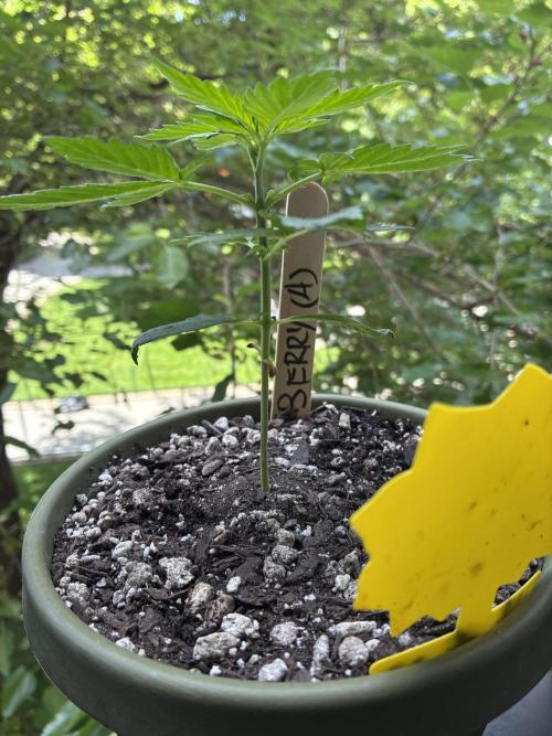 Blueberry Auto - Holi Moli Seeds. Week 3