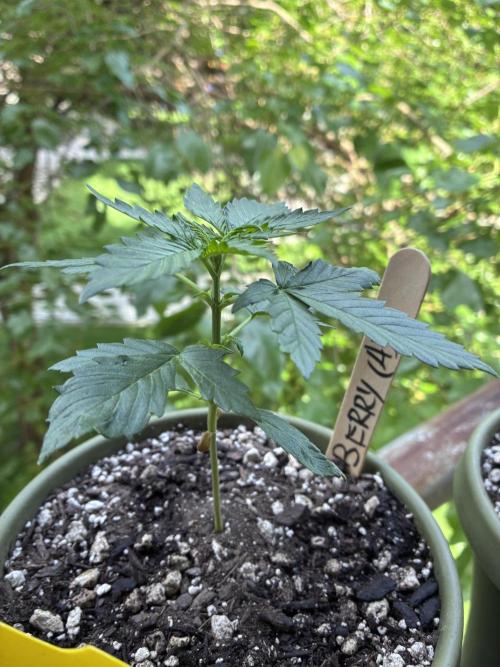 Blueberry Auto - Holi Moli Seeds. Week 3