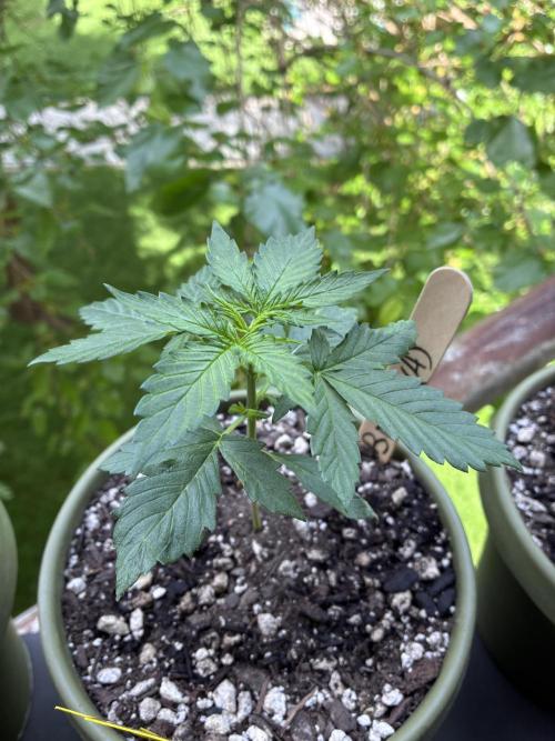 Blueberry Auto - Holi Moli Seeds. Week 3