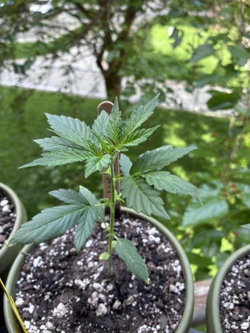 Blue Dream Auto - Holi Moli Seeds. Week 3