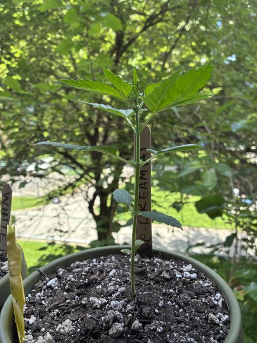 Blue Dream Auto - Holi Moli Seeds. Week 3