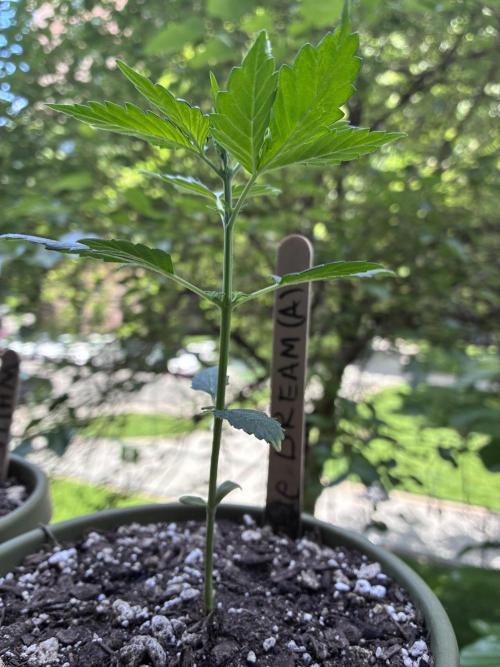 Blue Dream Auto - Holi Moli Seeds. Week 3