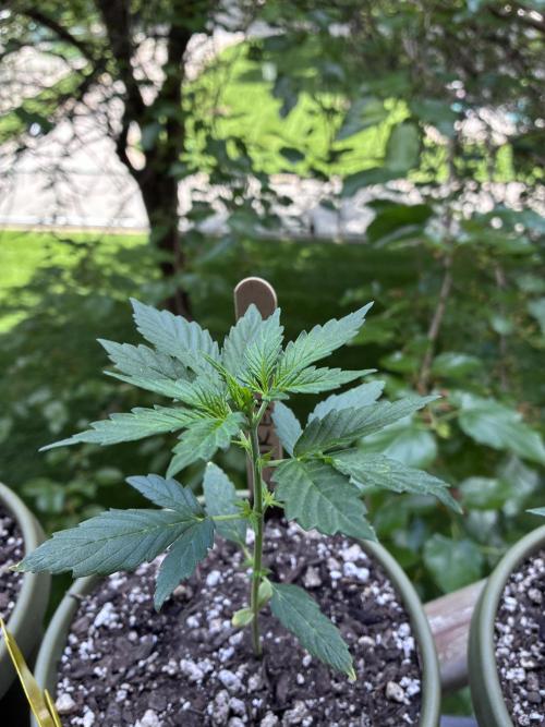 Blue Dream Auto - Holi Moli Seeds. Week 3