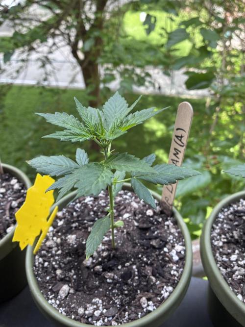 Blue Dream Auto - Holi Moli Seeds. Week 3