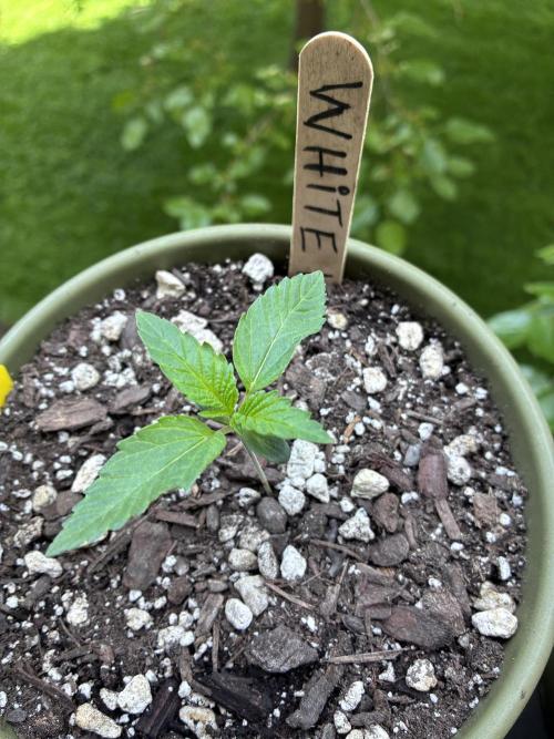 White Widow - Holi Moli Seeds. Week 1