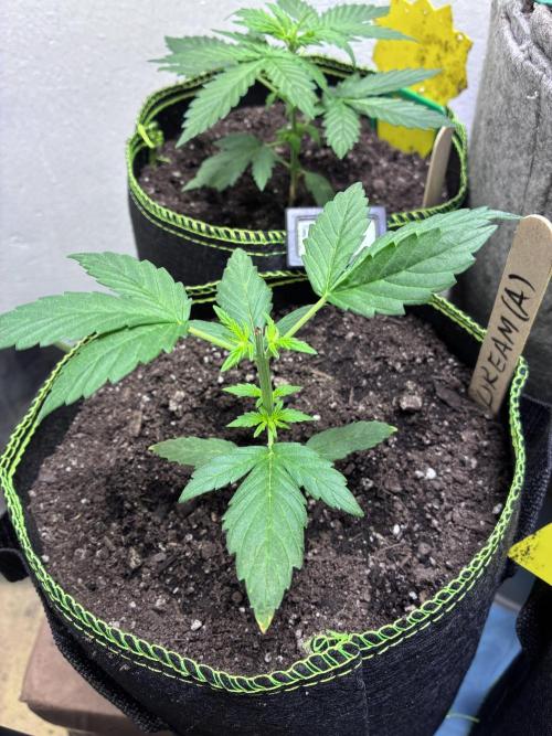 Blue Dream Auto - Holi Moli Seeds. Week 3 - Post transplant Topped
