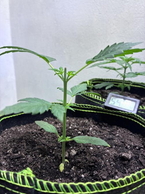 Blue Dream Auto - Holi Moli Seeds. Week 3 - Post transplant Topped