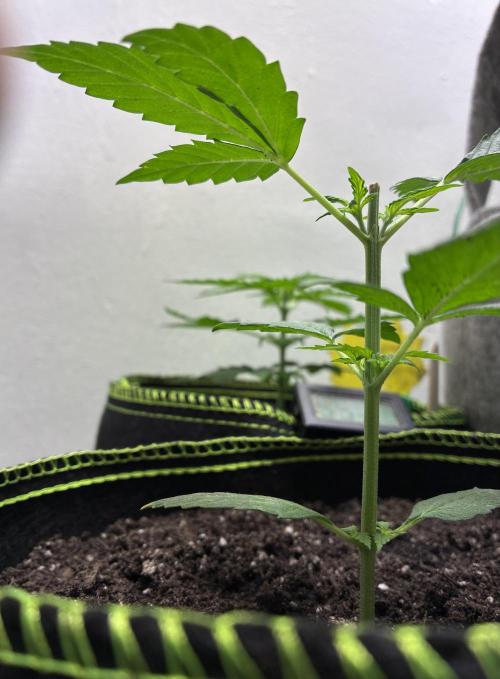 Blue Dream Auto - Holi Moli Seeds. Week 3 - Post transplant Topped