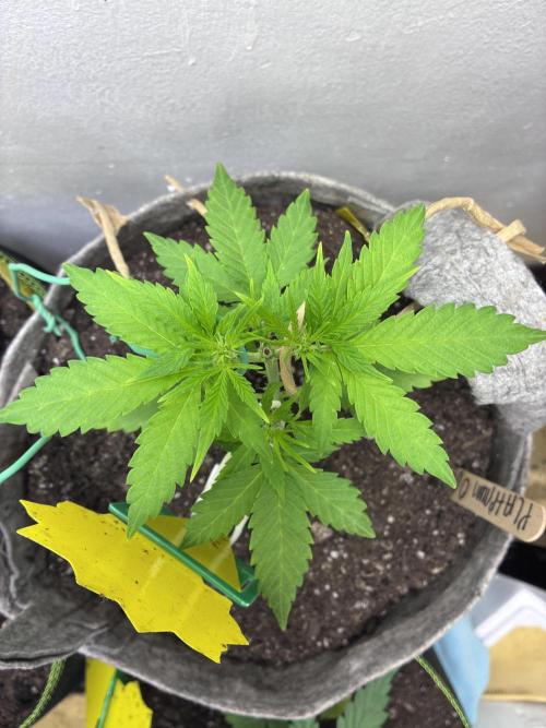 Platinum OG - Holi Moli Seeds. Week 6 - Post transplant Topped