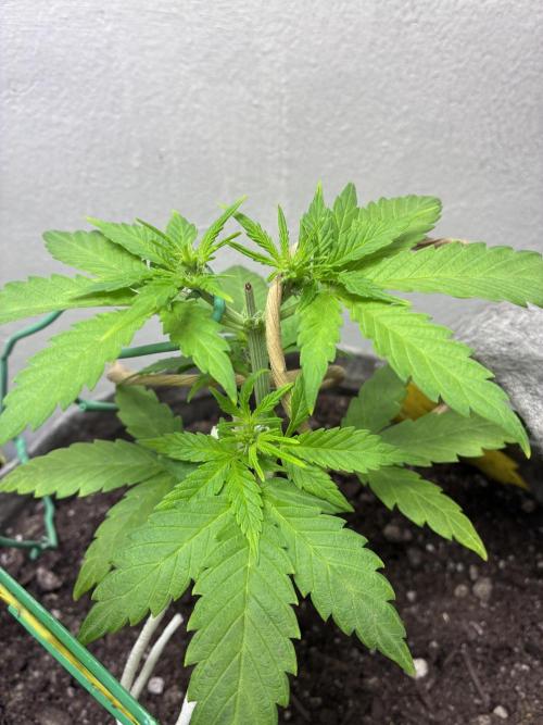 Platinum OG - Holi Moli Seeds. Week 6 - Post transplant Topped