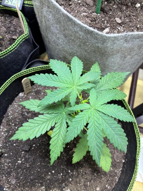 Maui Waui - Holi Moli Seeds. Week 3 - Post transplant Topped