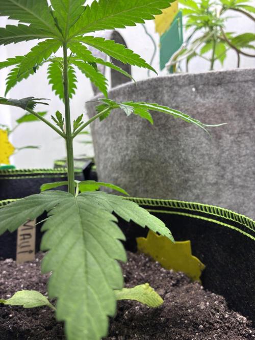 Maui Waui - Holi Moli Seeds. Week 3 - Post transplant Topped