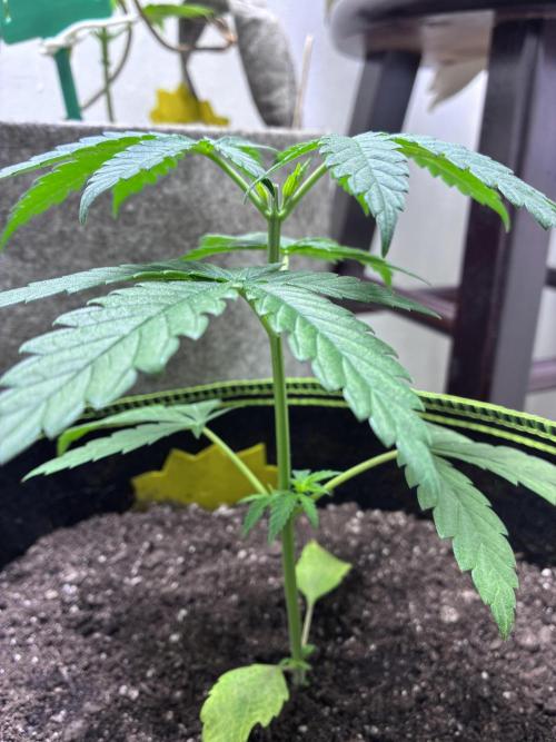 Maui Waui - Holi Moli Seeds. Week 3 - Post transplant Topped