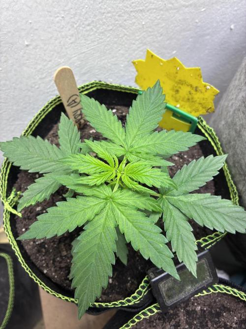 Blueberry Auto - Holi Moli Seeds. Week 3 - Post transplant Topped