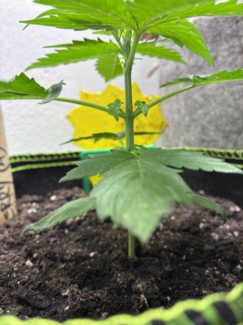 Blueberry Auto - Holi Moli Seeds. Week 3 - Post transplant Topped