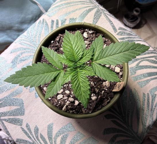 White Widow - Holi Moli Seeds. Week 2