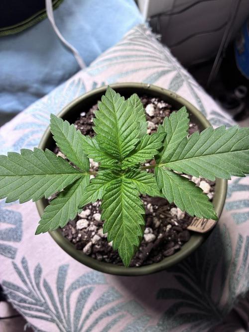 White Widow - Holi Moli Seeds. Week 2