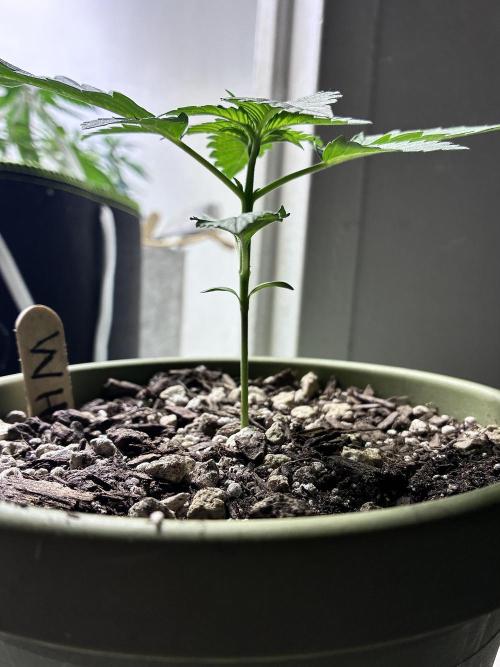 White Widow - Holi Moli Seeds. Week 2