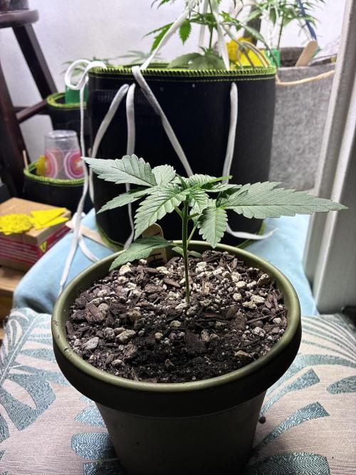 White Widow - Holi Moli Seeds. Week 2