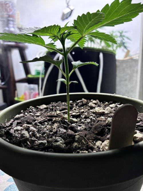 Grow Tent 4.5x2x6.5 (70cm x 140cm x200cm). Week 2