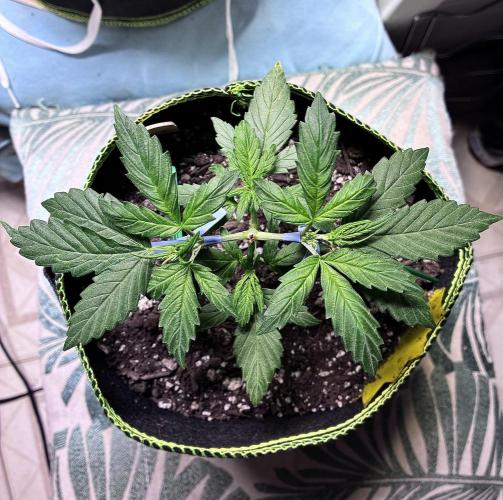 Blue Dream Auto - Holi Moli Seeds. Week 4