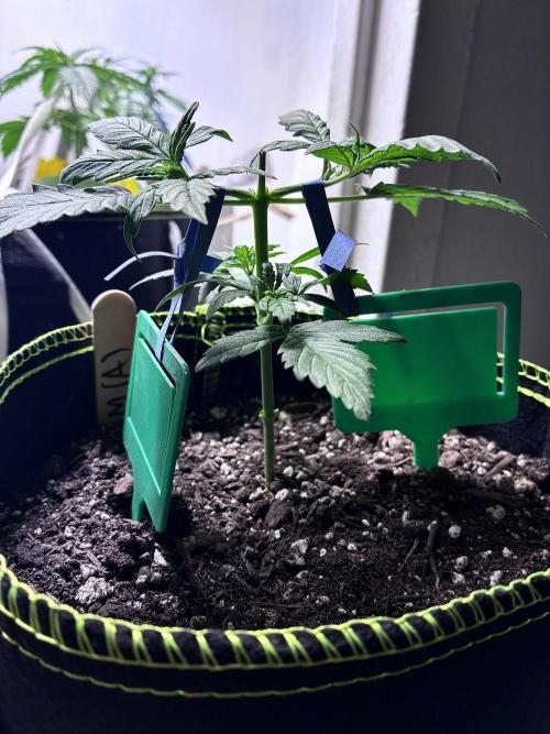 Blue Dream Auto - Holi Moli Seeds. Week 4