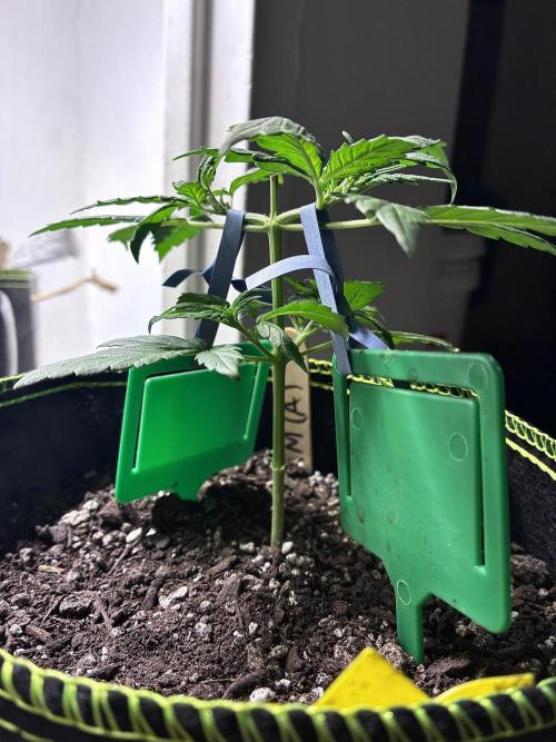 Blue Dream Auto. Week 4