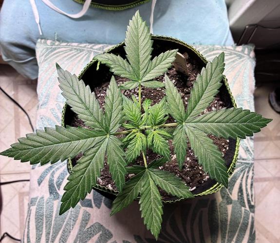 Blueberry Auto - Holi Moli Seeds. Week 4