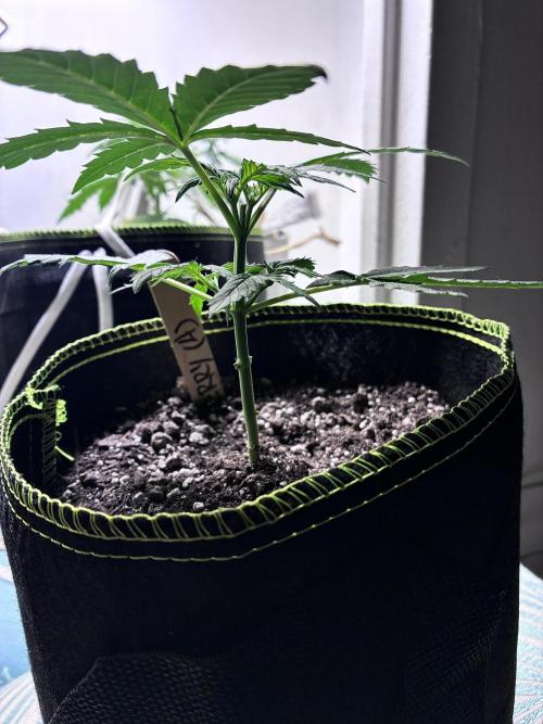 Blueberry Auto - Holi Moli Seeds. Week 4
