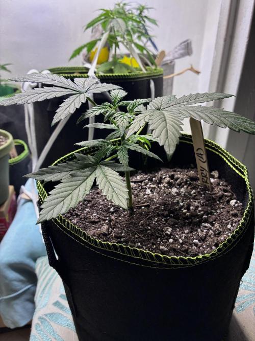 Blueberry Auto. Week 4
