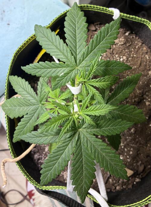 Maui Waui - Holi Moli Seeds. Week 4