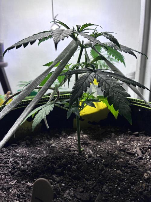 Maui Waui - Holi Moli Seeds. Week 4