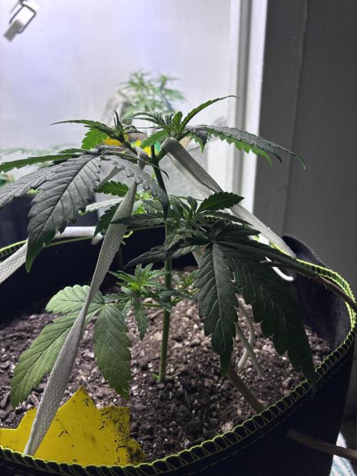 Maui Waui - Holi Moli Seeds. Week 4