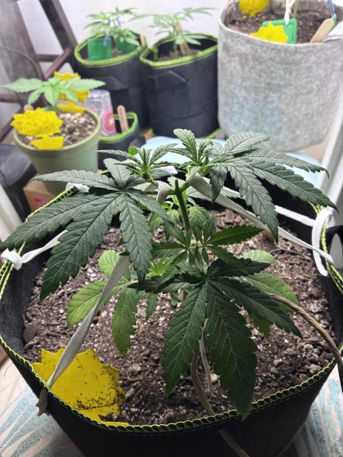 Maui Waui. Week 4