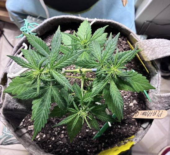 Platinum OG - Holi Moli Seeds. Week 7