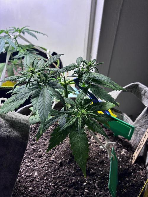 Platinum OG - Holi Moli Seeds. Week 7