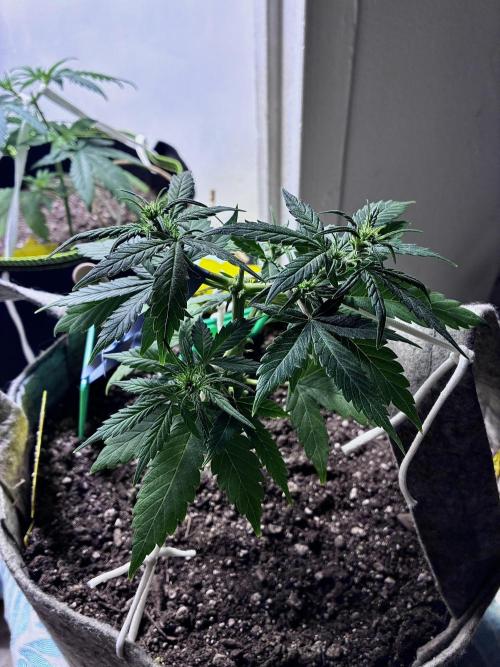 Platinum OG - Holi Moli Seeds. Week 7