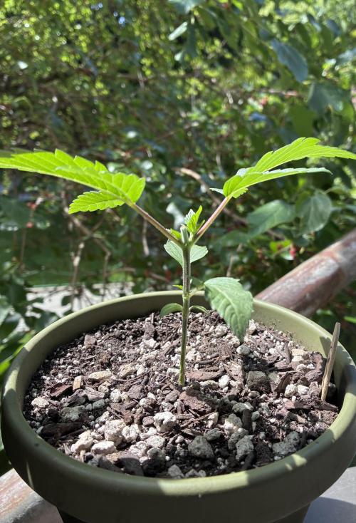 White Widow - Holi Moli Seeds. Week 2 - Topped